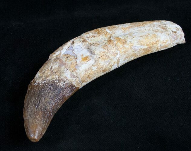 Archaeocete (Primitive Whale) Tooth - Basilosaur #11425